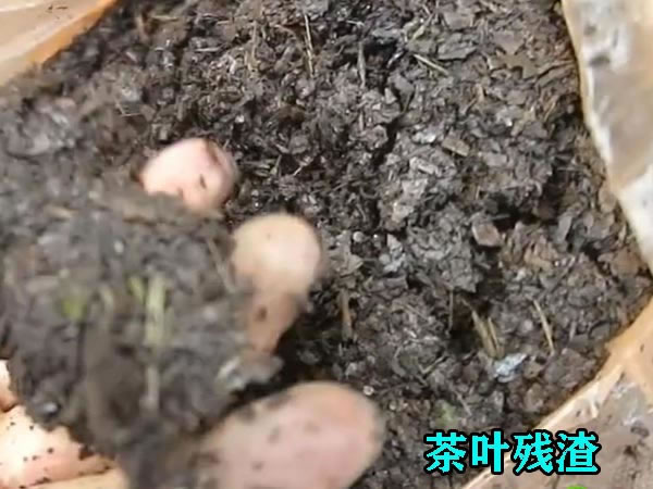 茶叶渣压榨机使用优势 茶叶渣压榨机使用优势